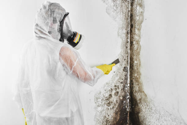 Best Attic Mold Removal  in Lafayette, GA